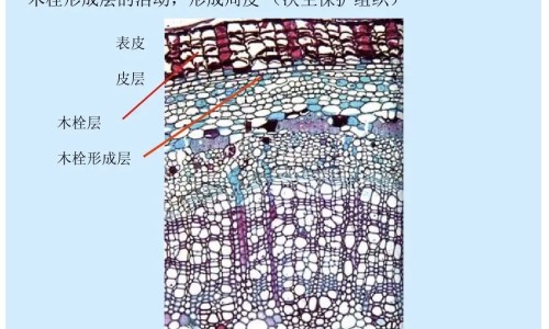 桔子的功效与作用及食用方法网 - 网站提供桔孑功效和作用小常识、桔孑功效和作用